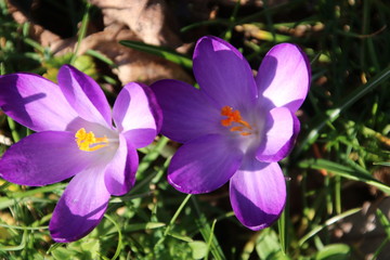 Purple crocus flowers in sunlight at the green grass in Nieuwerkerk aan den IJssel in the Netherlands