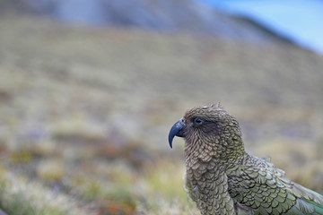 Wilder Kea Papagei in den Bergen in Neuseeland