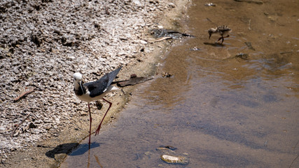 Pied Stilt Bird and Chick in New Zealand