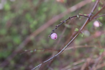 Small snowberry became purple on a plant in the Netherlands