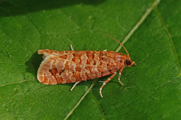Lozotaeniodes formosana Lozotaeniodes formosana DE, NRW, Leverkusen 09.06.2014