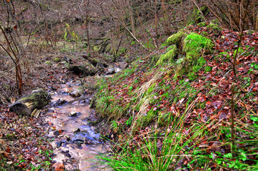 Beautiful spring in the forest with moss