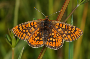 Euphydryas aurinia Goldener Scheckenfalter DE, RLP, Fuchskaute 06.06.2014