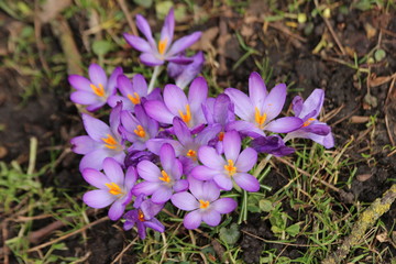 Purple crocus flowers in sunlight at the green grass in Nieuwerkerk aan den IJssel in the Netherlands