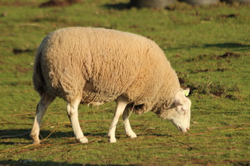 Obraz na płótnie Canvas Sheeps in several colors on green grass meadows at farms in Nieuwerkerk aan den IJssel in the Netherlands