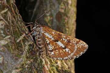 Bupalus piniaria Kiefernspanner DE, NRW, Leverkusen 09.06.2014