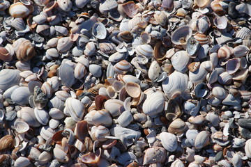 shells of the cockle sea animals in piles on the beach of Monster in The Netherlands