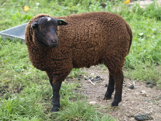 Sheeps in several colors on green grass meadows at farms in Nieuwerkerk aan den IJssel in the Netherlands