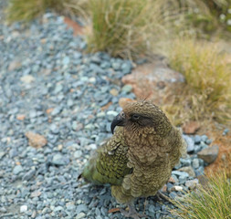 Wilder Kea Papagei in den Bergen in Neuseeland