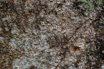 texture of tree bark of white and ocher desaturated tones