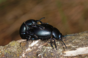 Timarcha tenebricosa Tatzenkäfer, Paarung DE, NRW, Blankenheim 13.06.2014