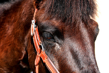 Eye of the Hucul pony after dressage competition.