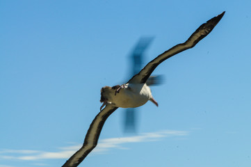 Fototapeta na wymiar Black-Browed Albatross in Flight