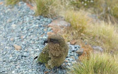 Naklejka na ściany i meble Wilder Kea Papagei in den Bergen in Neuseeland