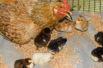 creole hen with newborn chicks in rustic farmyard