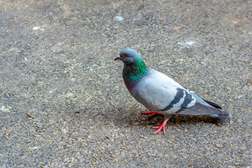 Flock of pigeons flying over the Street