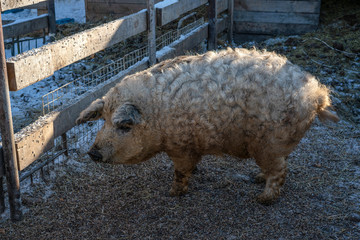 Mangalica a Hungarian breed of domestic pig on the farm