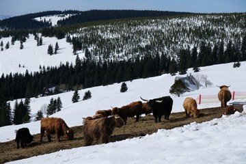 Szkockie bydło górskie,  highland - w czeskich Karkonoszach © Iwona