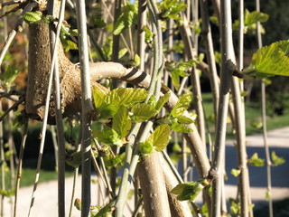 Bourgeonnement
