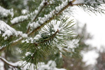 Naklejka na ściany i meble Coniferous branches covered with fresh snow, closeup
