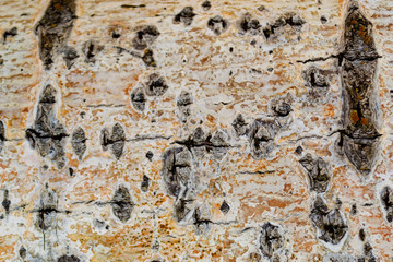 Wooden Swirls Organic Background Texture