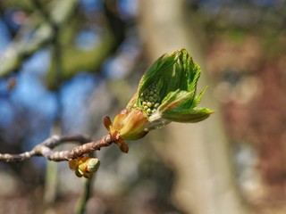 Horse Chestnut Leaf Bud