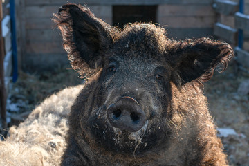 Fototapeta premium Hungarian breed curly haired mangalica pig portrait