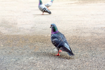 Flock of pigeons flying over the Street