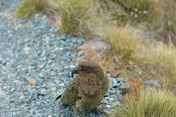 Wilder Kea Papagei in den Bergen in Neuseeland