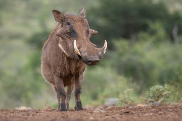 Fototapeta premium Common Warthog in the wild