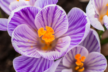 Crocus