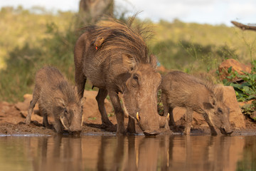 Common Warthog mother with piglets in the wild © Wim