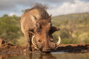 Naklejka na ściany i meble Common Warthog drinking water
