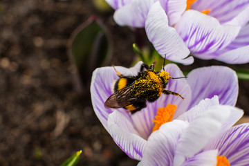 Crocus bee