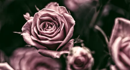 Rosen in pink, altrosa, dunkel, Hintergrund © Gisela