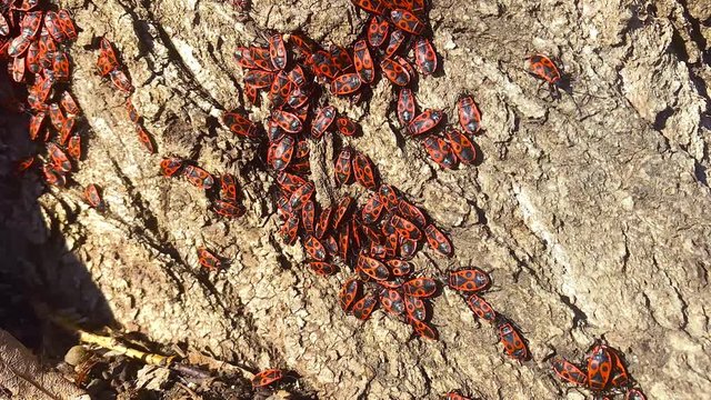 Time laps video in full hd. Beetles firebugs in their natural environment. A group of red bugs in the root of an old tree. Pyrrhocoris, apterus
