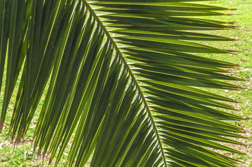 Obraz na płótnie Canvas Palm leaf background