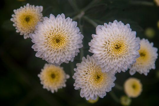 Close-up pictures of the yellow-white chrysanthemum