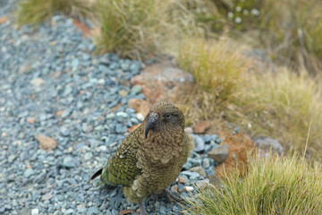 Wilder Kea Papagei in den Bergen in Neuseeland