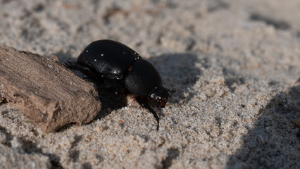 beetle on the sand