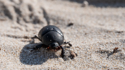 beetle on the sand