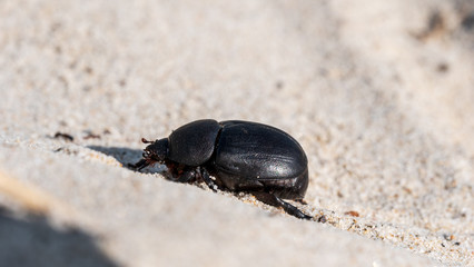 black beetle on the sand