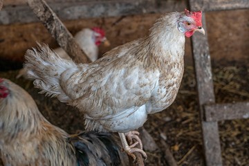 Cock at farm