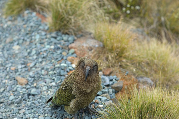 Wilder Kea Papagei in den Bergen in Neuseeland
