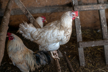 Cock at farm