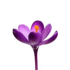 Beautiful spring crocus flower isolated on white