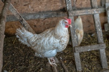 Cock at farm