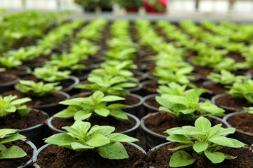 Many pots with soil and fresh seedlings in greenhouse, closeup