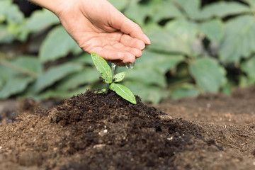 Woman watering fresh seedling in soil, closeup. Space for text