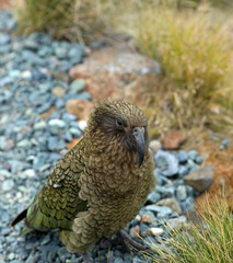 Wilder Kea Papagei in den Bergen in Neuseeland